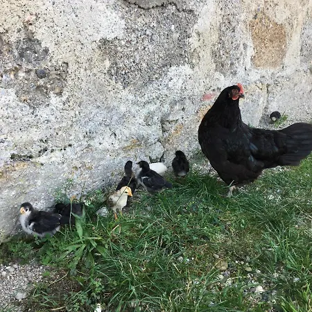 مزرعة للإقامة Niedermaierhof *